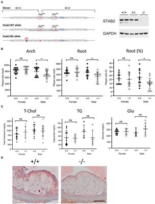 Reduction of Stabilin-2 Contributes to a Protection Against Atherosclerosis